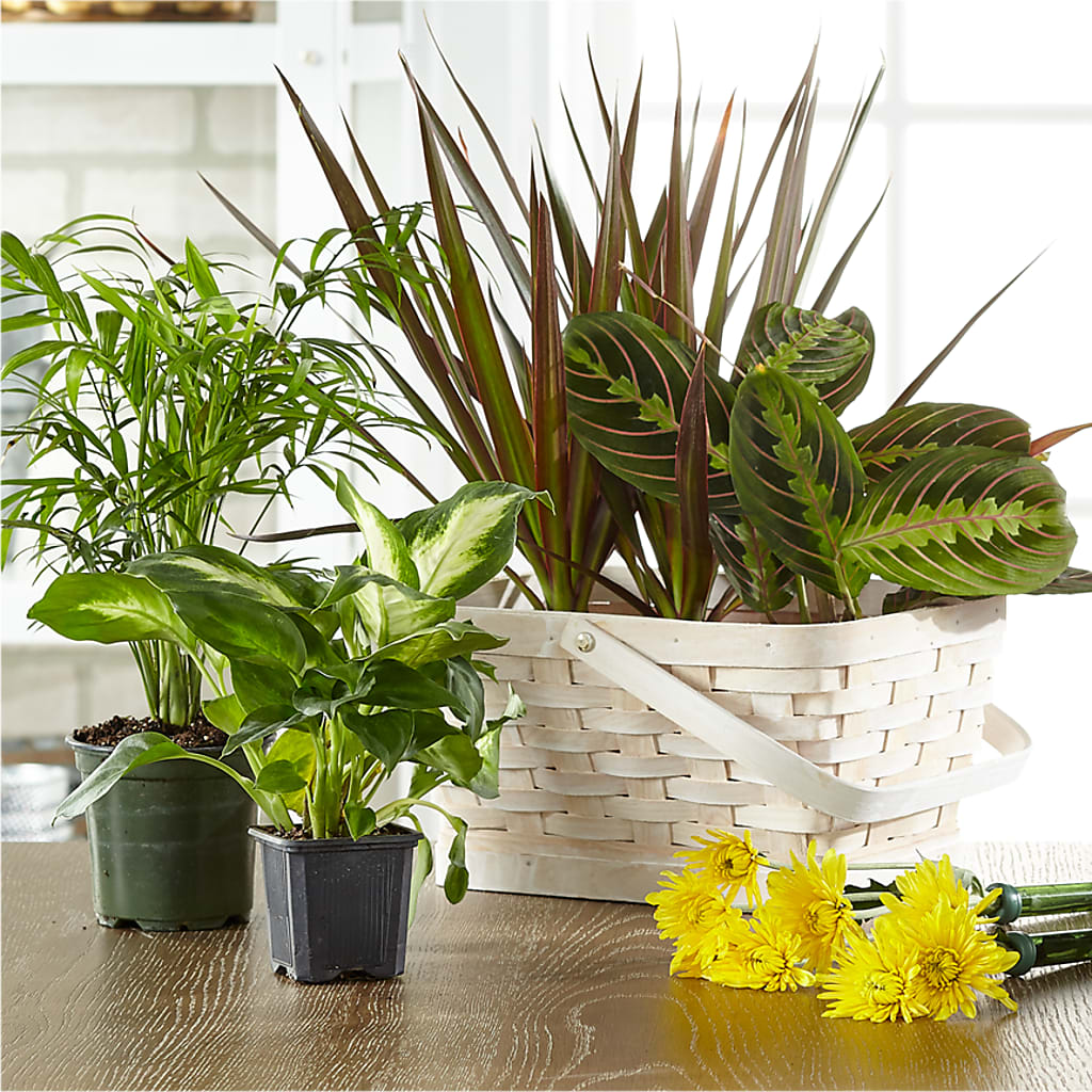 Florist Designed Blooming and Green Plants in a Basket – Randalls, Pleasanton CA