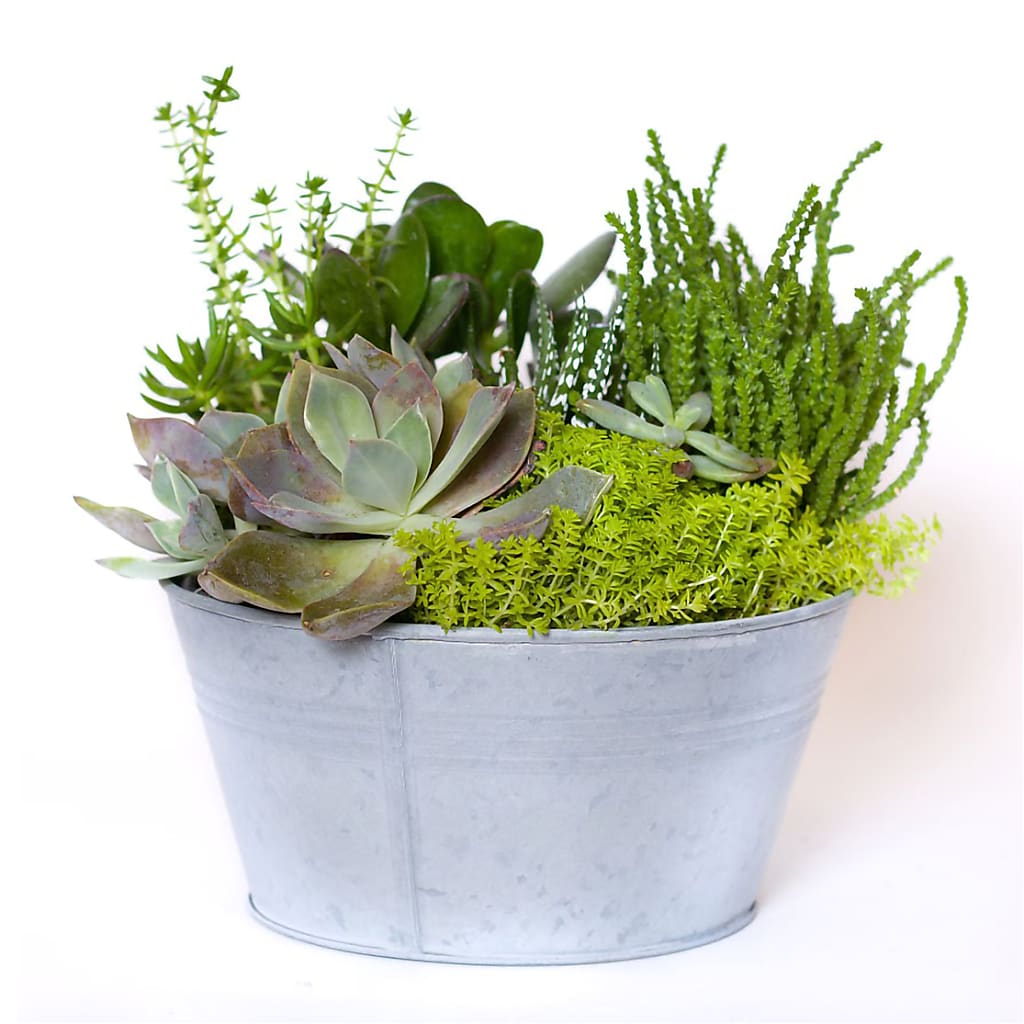 succulent svenska Succulent Garden