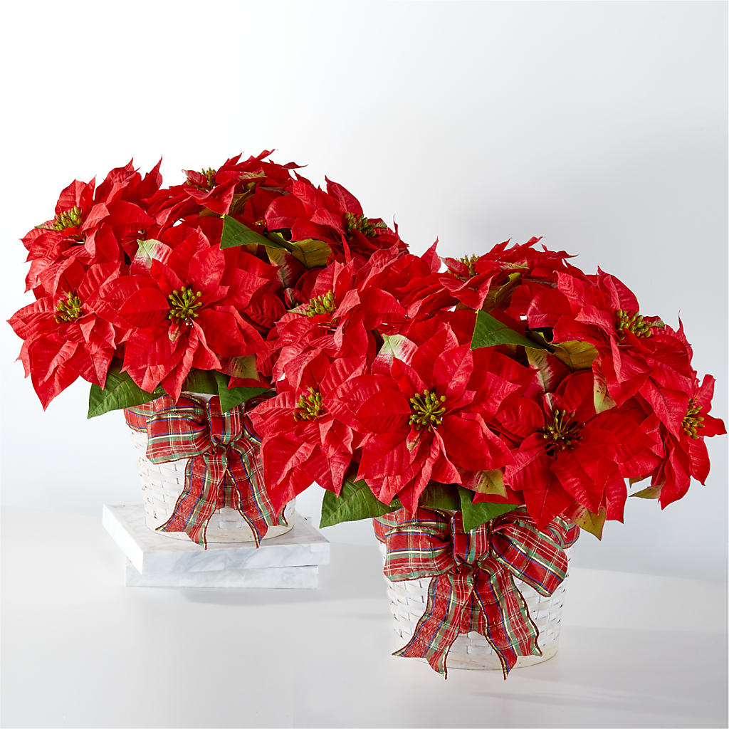 Happiest Holidays Poinsettia Bundle – Randalls, Pleasanton CA