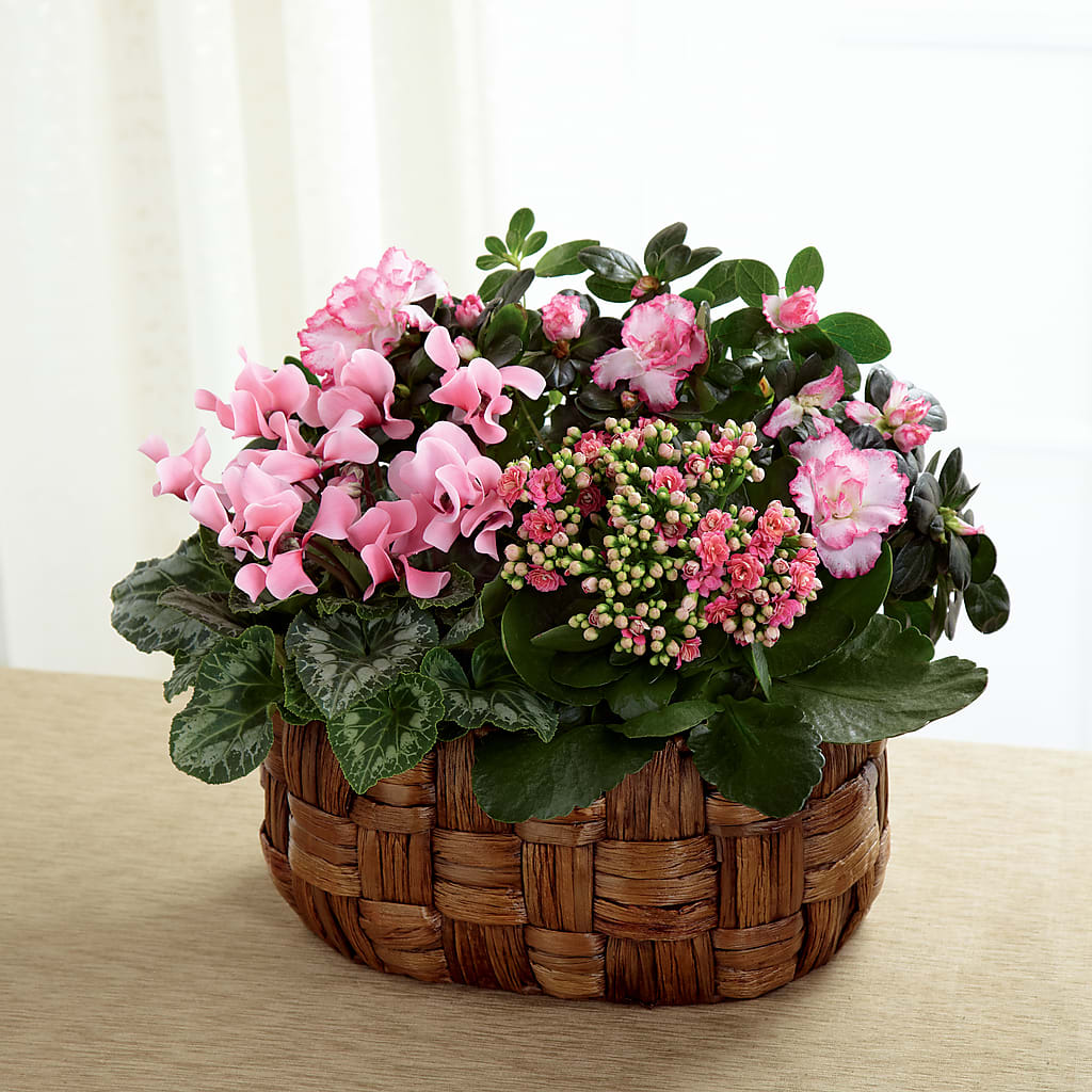 Pink Assortment – Randalls, Pleasanton CA