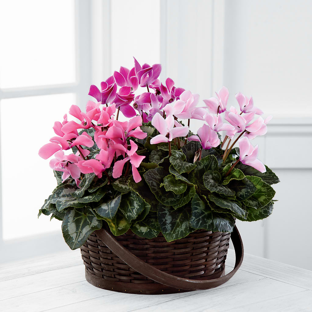 Mixed Cyclamen Planter – Randalls, Pleasanton CA
