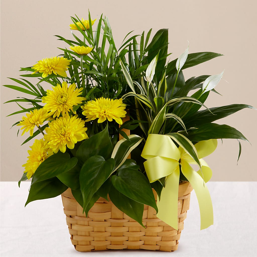 Loving Light Dishgarden – Randalls, Pleasanton CA