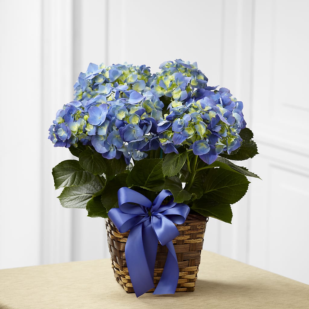 Blue Hydrangea Planter – Randalls, Pleasanton CA