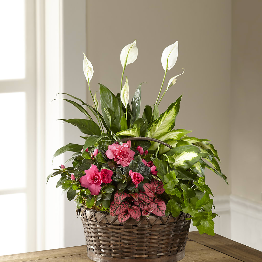 Dream in Pink Dishgarden – Randalls, Pleasanton CA