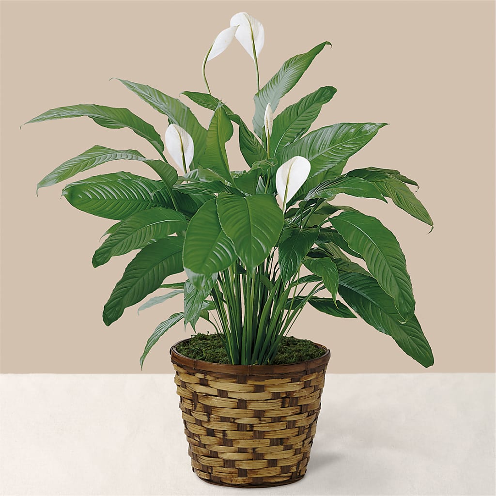 Tranquil Moments Peace Lily Plant – Randalls, Pleasanton CA