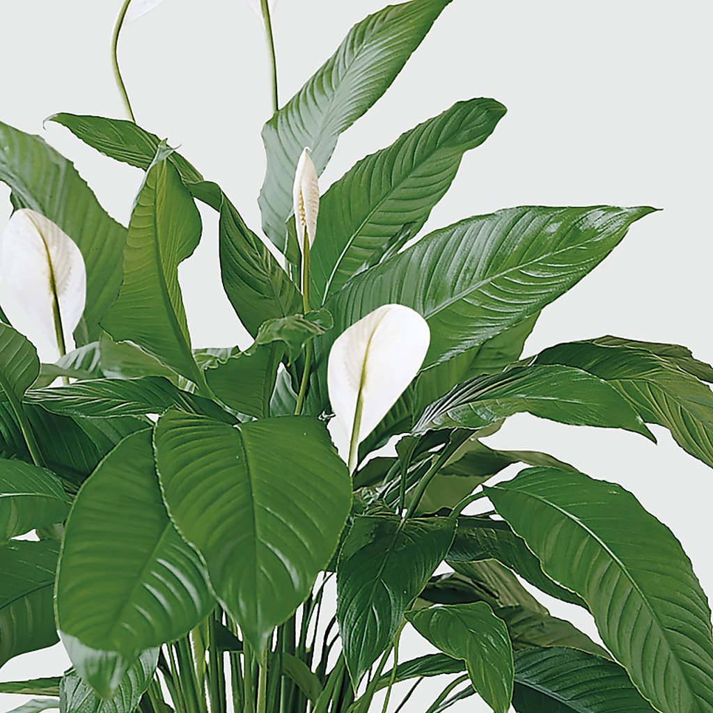 Tranquil Moments Peace Lily Plant – Randalls, Pleasanton CA