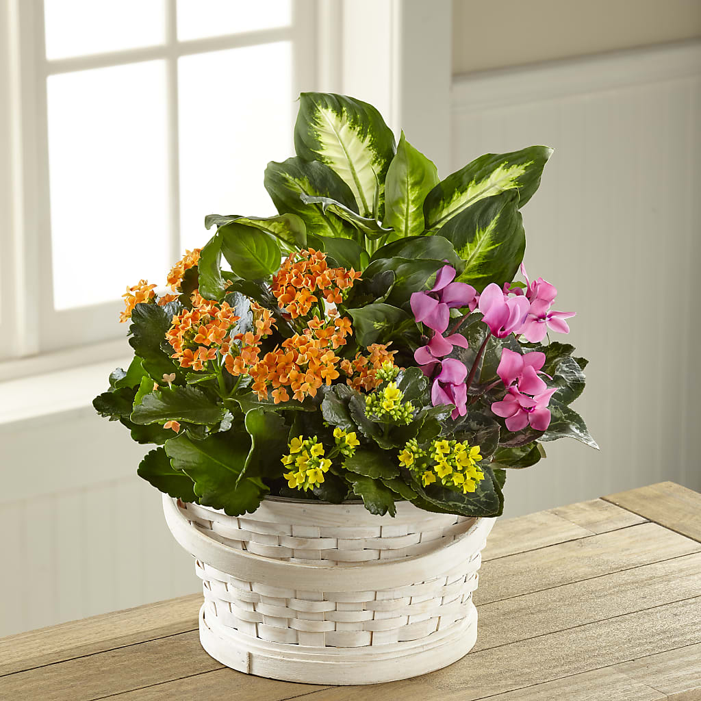 Color Crush Dishgarden – Randalls, Pleasanton CA