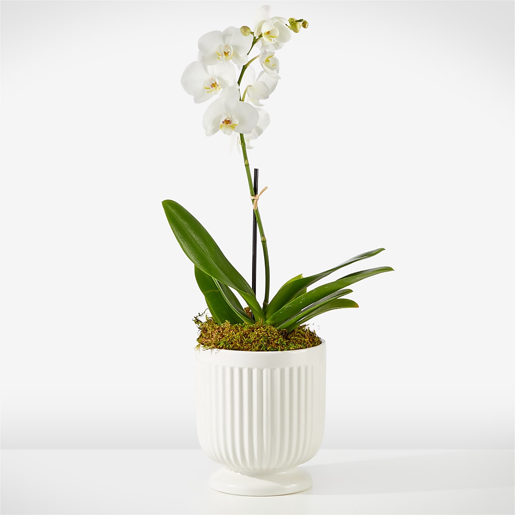 Whispering White Orchid – Randalls, Pleasanton CA