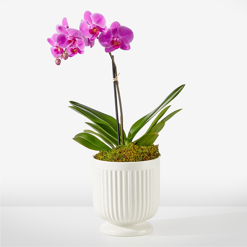 Friendly Fuchsia Orchid – Randalls, Pleasanton CA