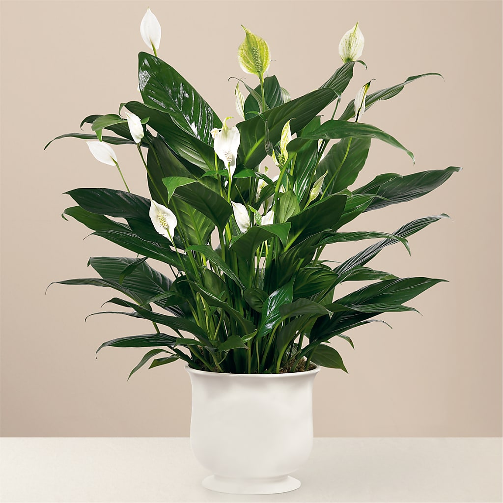 Comfort Planter – Randalls, Pleasanton CA