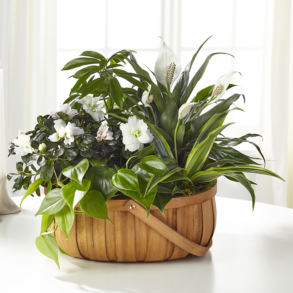 Serene Dishgarden – Randalls, Pleasanton CA