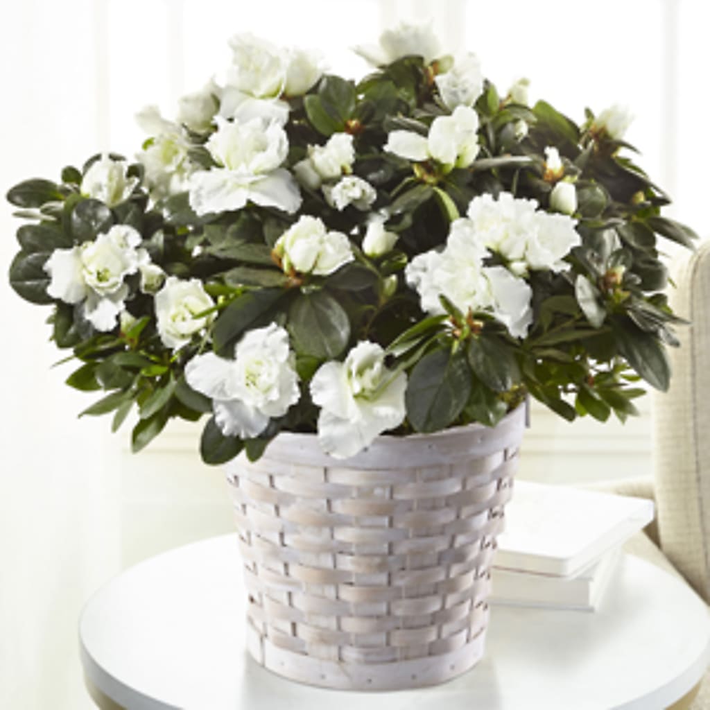 White Azalea Plant – Randalls, Pleasanton CA