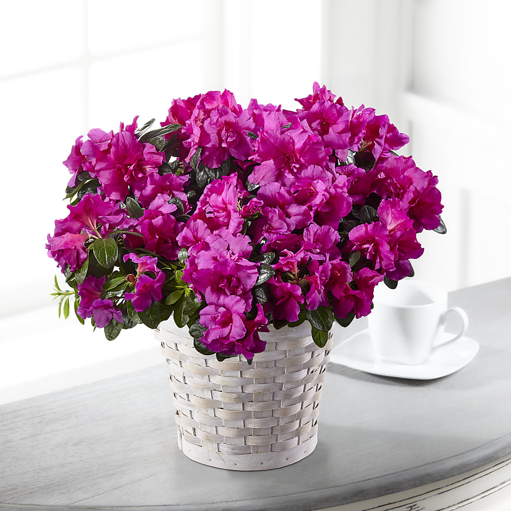 Hope & Serenity Azalea Plant – Randalls, Pleasanton CA