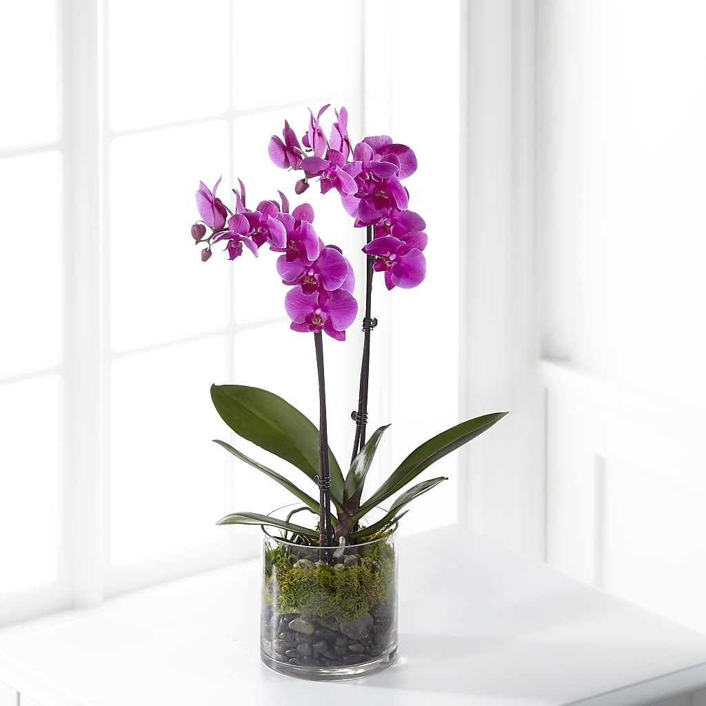 Pink Orchid Plant – Randalls, Pleasanton CA