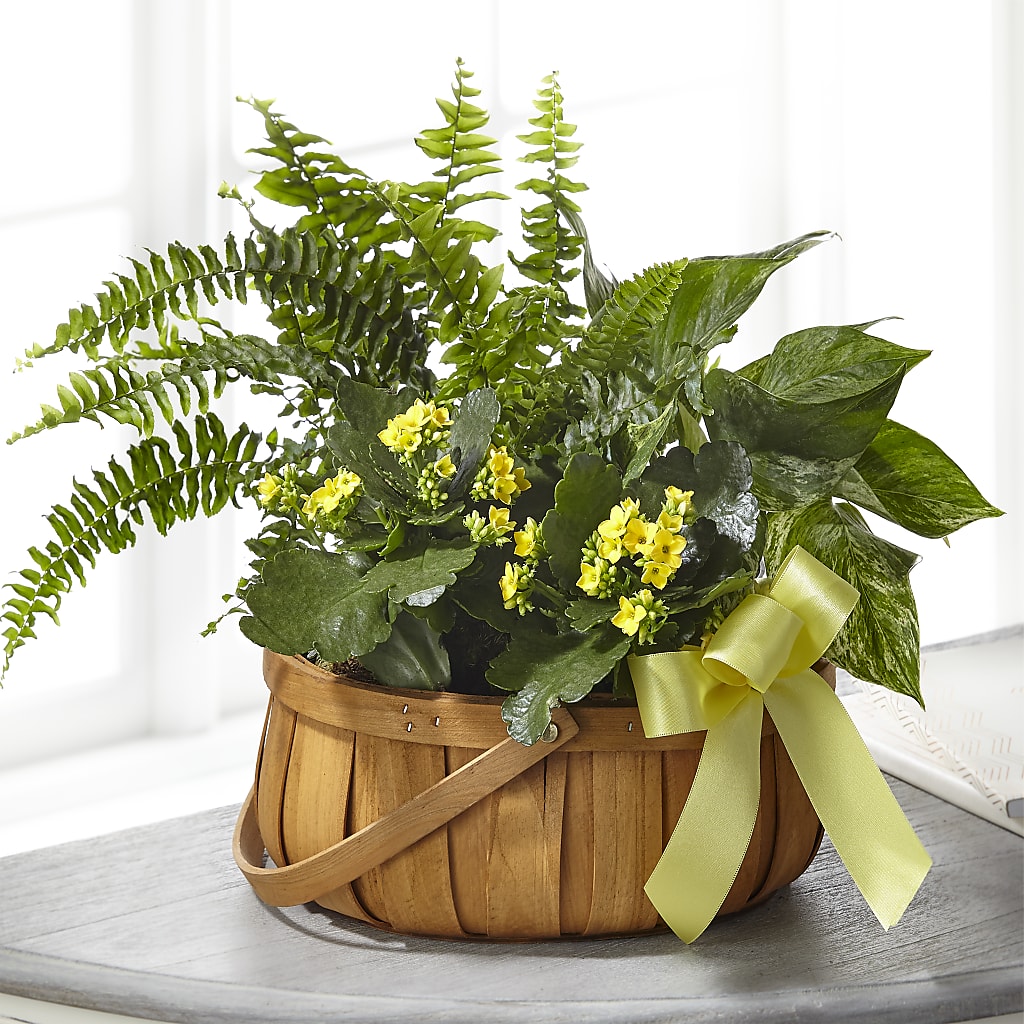 Always Dear Dishgarden – Randalls, Pleasanton CA