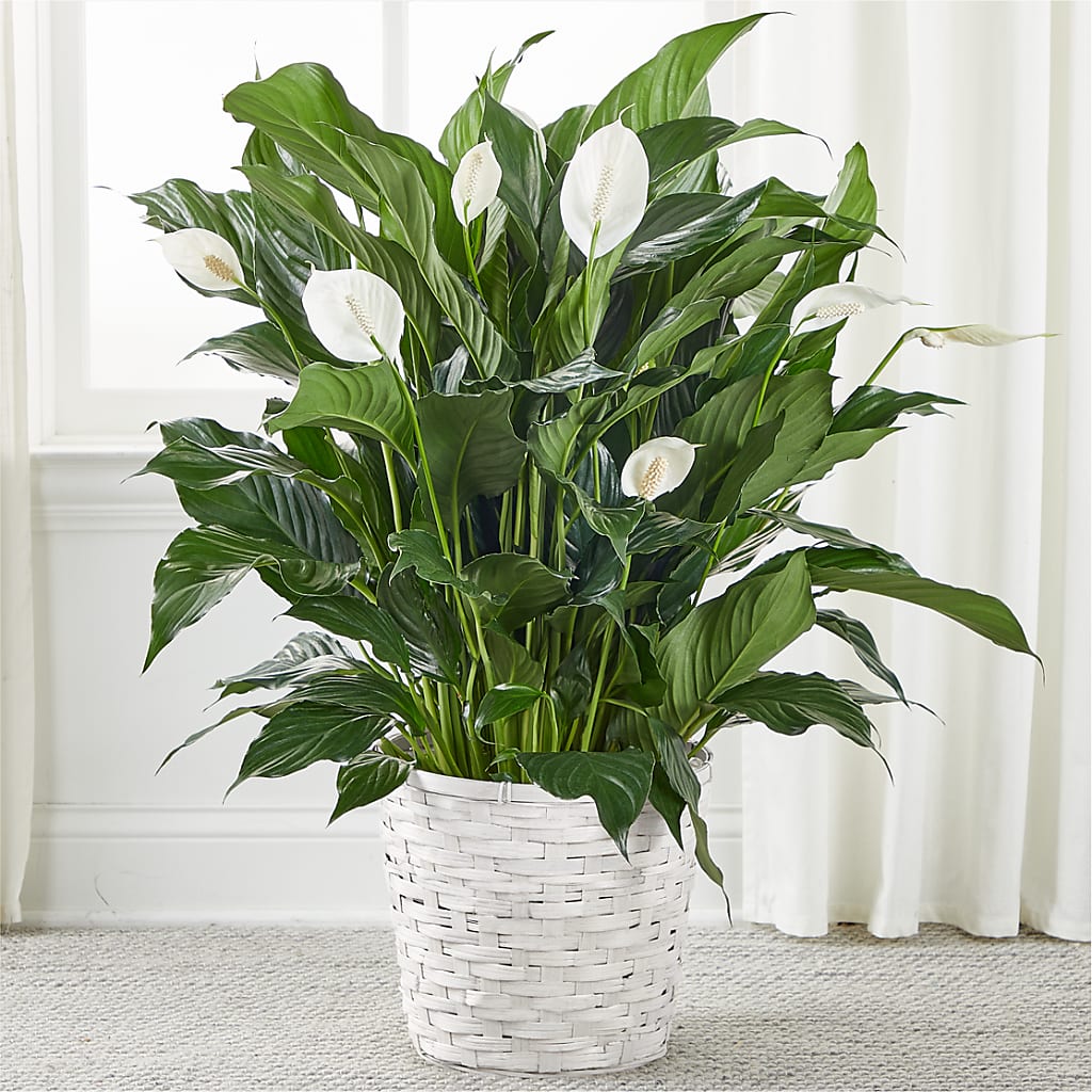 A New Leaf Peace Lily – Randalls, Pleasanton CA