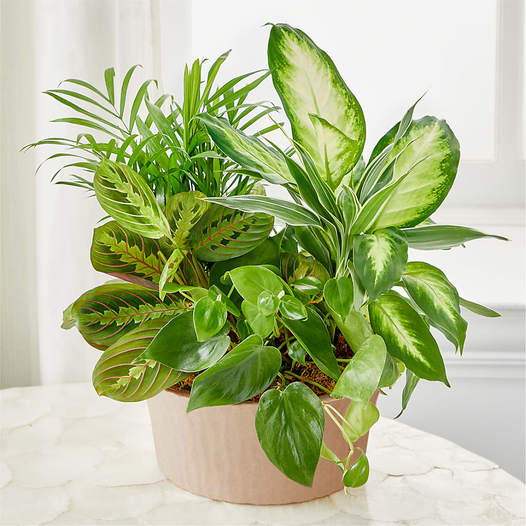 Balance & Harmony Dishgarden – Randalls, Pleasanton CA
