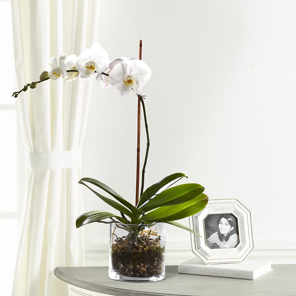 White Orchid Planter – Randalls, Pleasanton CA