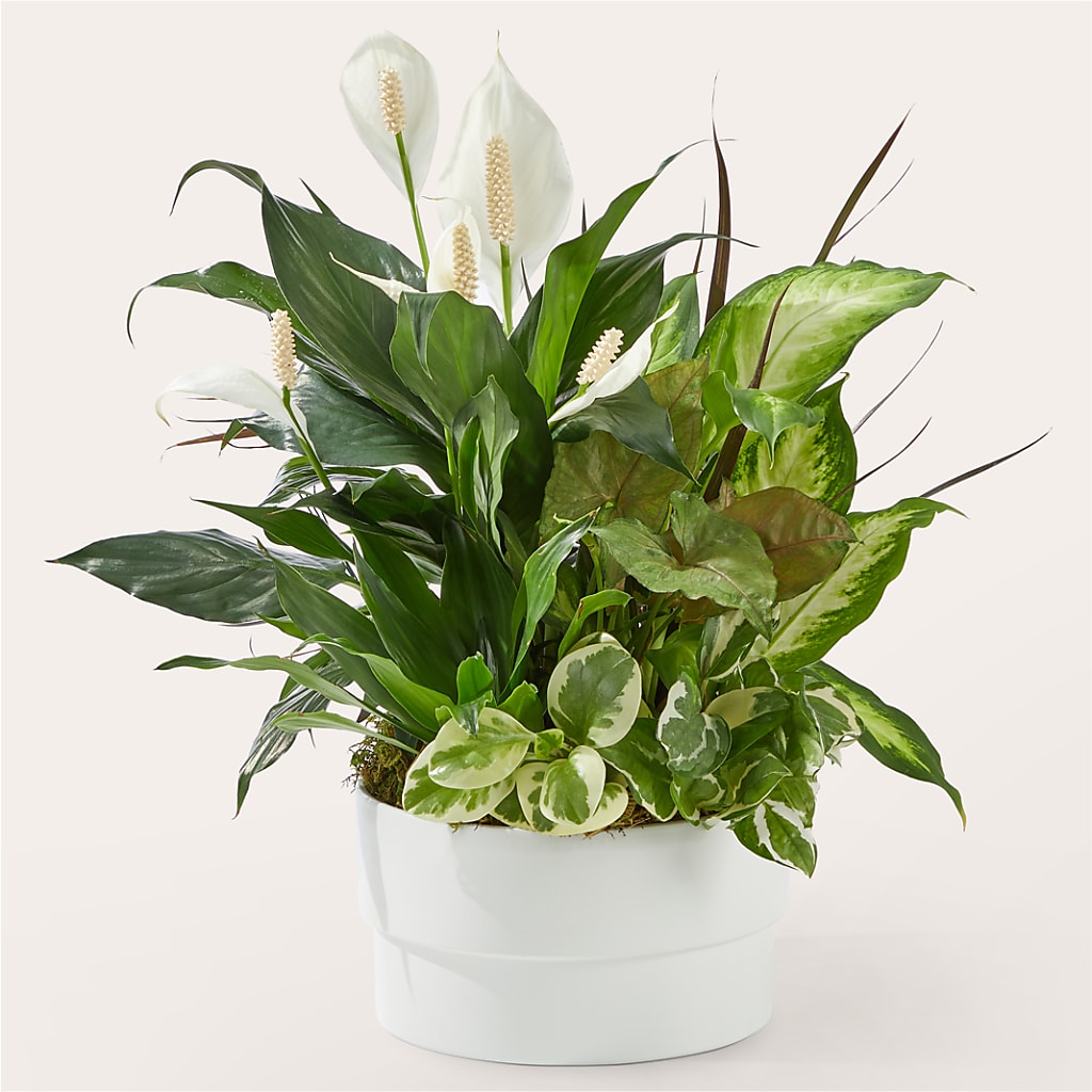 Radiating Positivity Dishgarden – Randalls, Pleasanton CA