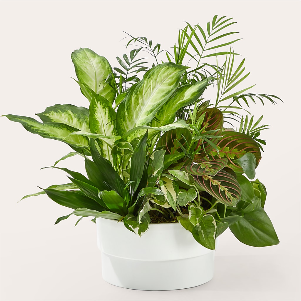 Radiating Positivity Dishgarden – Randalls, Pleasanton CA