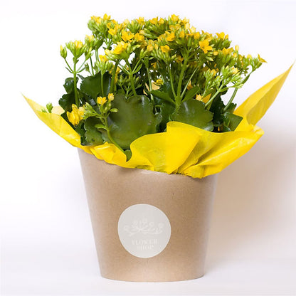 Blooming Kalanchoe Yellow –  Randalls, Pleasanton CA