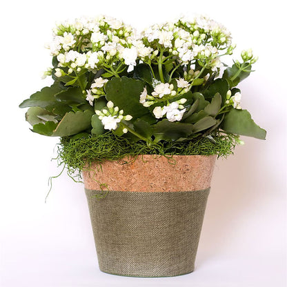 Blooming Kalanchoe White –  Randalls, Pleasanton CA