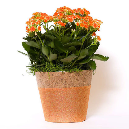 Blooming Kalanchoe Orange –  Randalls, Pleasanton CA