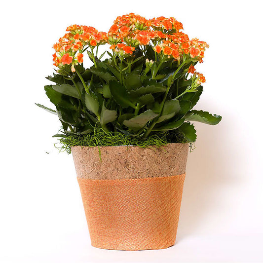 Blooming Kalanchoe Orange