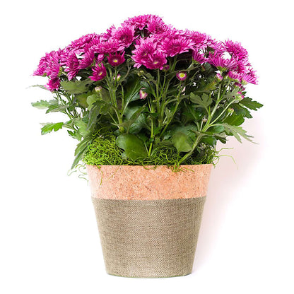 Blooming Mum –  Randalls, Pleasanton CA