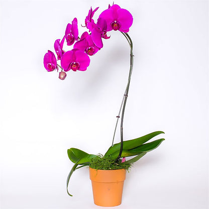 Single Colored Orchid in Pot –  Randalls, Pleasanton CA