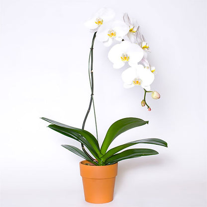 Single White Orchid in Pot –  Randalls, Pleasanton CA