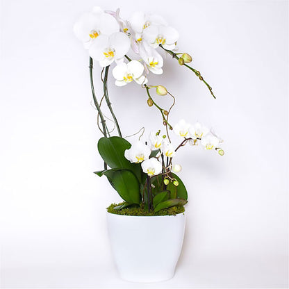 Orchid Garden Deluxe –  Randalls, Pleasanton CA