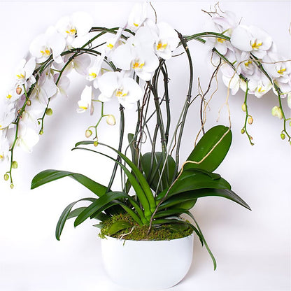 Orchid Garden Premium –  Randalls, Pleasanton CA