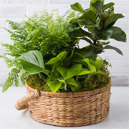 Euro Foliage Basket –  Randalls, Pleasanton CA
