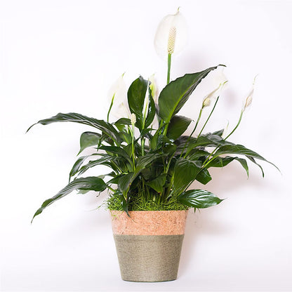 Spathiphyllum Plant –  Randalls, Pleasanton CA