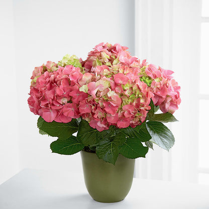 Pink Hydrangea Planter –  Randalls, Pleasanton CA
