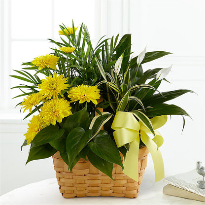 Loving Light Dishgarden –  Randalls, Pleasanton CA