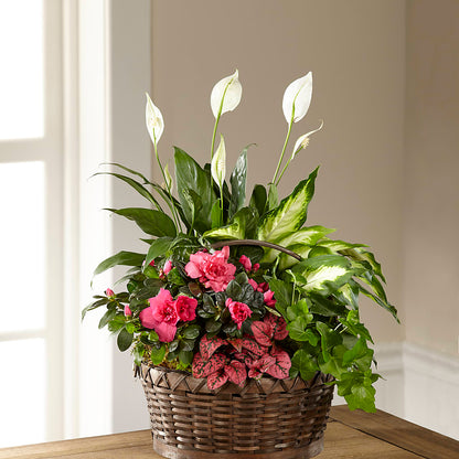 Dream in Pink Dishgarden –  Randalls, Pleasanton CA