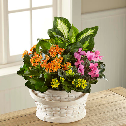 Color Crush Dishgarden –  Randalls, Pleasanton CA