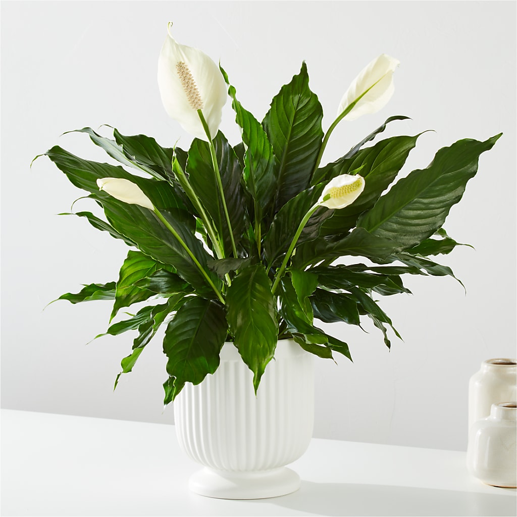 Comfort Planter –  Randalls, Pleasanton CA