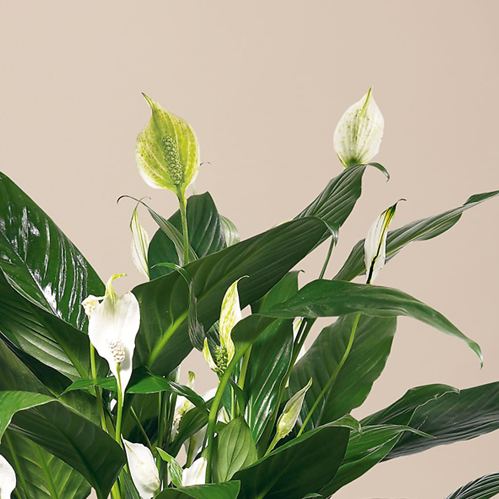 Comfort Planter –  Randalls, Pleasanton CA