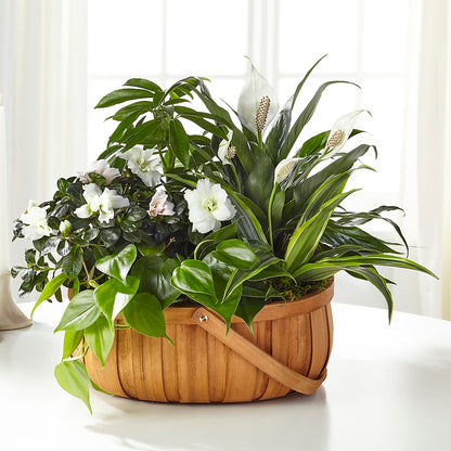 Serene Dishgarden –  Randalls, Pleasanton CA