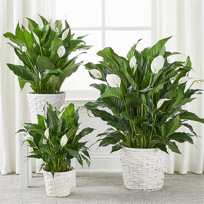 A New Leaf Peace Lily –  Randalls, Pleasanton CA