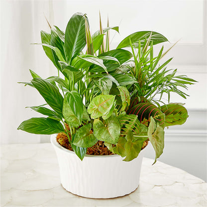 Balance & Harmony Dishgarden –  Randalls, Pleasanton CA