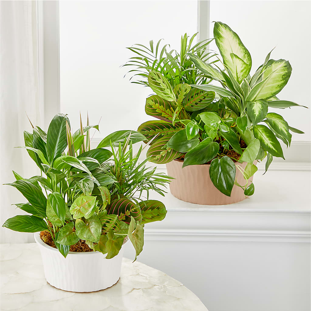 Balance & Harmony Dishgarden –  Randalls, Pleasanton CA