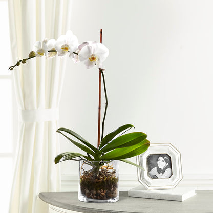 White Orchid Planter –  Randalls, Pleasanton CA